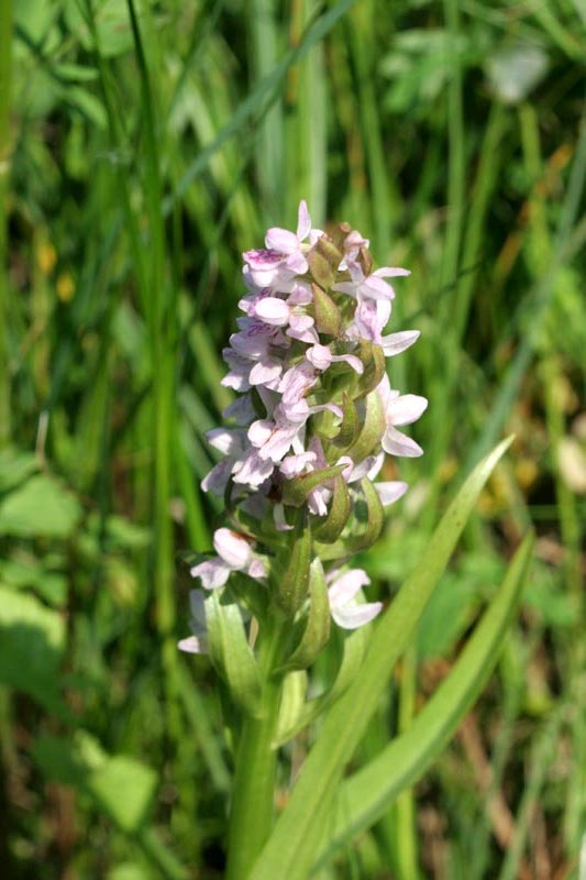 Orchidaceae Orchis